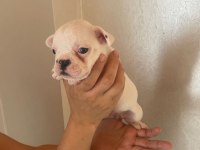 45 günlük french bulldog