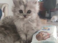 LONGHAİR BRİTİSH VE SCOTTİSH ÖZEL IRK UYGUN