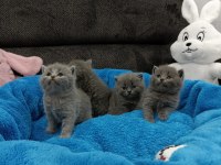 BRİTİSH Yavruları Koca kafalı