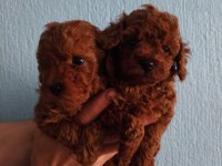Erkek Toy Poodle 55 Günlük