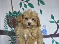2 AYLIK MALTİPOO YAVRU