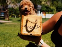 Red Brown Toy Poodle Yavrularımız Üst Kalite