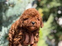 TOY POODLE KÖPEĞİMİZ