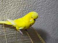 Acil konuşan muhabbet kuşu şov jumbo
