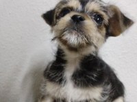 2.5 aylık 1 kg chihuahua yavru
