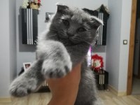 Yavru kedi