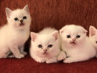 50 günlük Scottish straight ve Scottish fold yavrular
