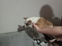 Standart chihuahua dişi
