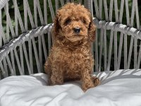 POODLE CİNSİ YAVRULARI