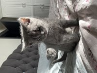 British shorthair yavrumu sahiplendiriyorum