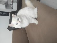 British shorthair 4,5 aylık yavru
