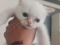 2 aylık red point mavi gözlü exotic shorthair