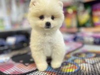 Pomeranian Gaziantepte güvenilir adres Yıldırım Petshop