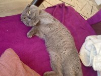 1 yaşında scottish fold eş ilanı