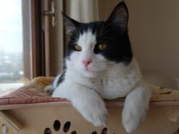 KEDİME KALICI YUVA ARIYORUM