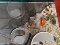 Campbell Hamster