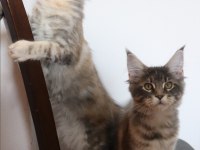 Maine coon ırkının en güzel örnekleri safkan şecereli