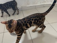 4 aylık 2 adet dişi desenleri çok güzel