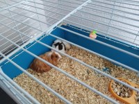 Ginepigler Yeni Yuvalarını Arıyorlar