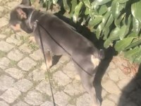 Evde en sorunsuz ırk French Bulldog 2 yaş Blue