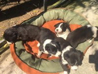 Zeka küpü border collie yavrularım