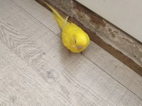 Acil satılık konuşma yatkın muhabbet kuşu