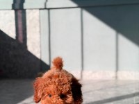 4 AYLIK ERKEK POODLE PASAPORTLU