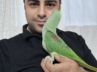 Bebek Alexander İskender Papağanı