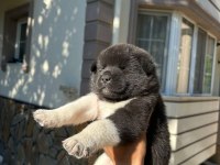 Amerikan Akita Yavru Köpekler