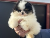 Ayı suratlı safkan pomeranian yavrular
