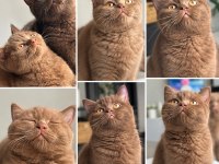 British Shorthair Cinnamon Ve Chocolate Yavrular