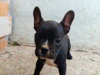 French bulldog yavrum