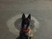 8 aylık eğitimli belçika kurdu