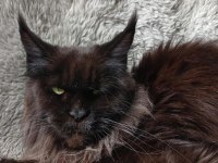 Harika sağlıklı maine coon dişi yavru