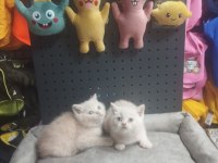 Üst Kalite British Shorthair Erkek