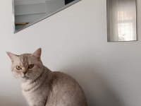 Ücretsiz kedimizi sahiplendirmek istiyoruz