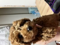 Toy poodle Köpeğin