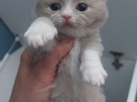 FAWN VE LİLAC DİŞİ ERKEK BRITISH SHORTHAIR YAVRULARIMIZ