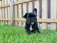 FRENCH BULLDOG YAVRULARI