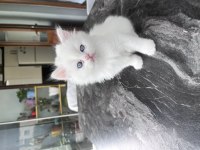 British Shorthair Kediler