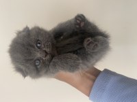 Safkan scottish fold yavrular