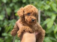 SAFKAN POODLE YAVRU KÖPEKLERİMİZ