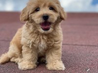 Ev üretimi bebekler maltipoo