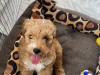 A kalite Maltipoo yavrumuz