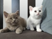 British shorthair beyaz dişi lilac erkek yavrular