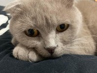 3 yaşında scottish fold kısır kedime yuva arıyorum