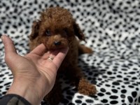 Petmode köpek çiftliğinden tea cup kore poodle