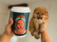 Irk ve sağlık garantili pomeranian boo yavrular