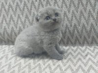 Scottish fold yavruları