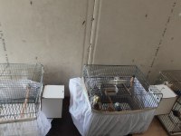 Muhabbet kuşlar 15 yavru aldım şuan 5 yumurta var